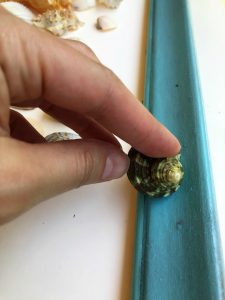 seashell frame glue shell