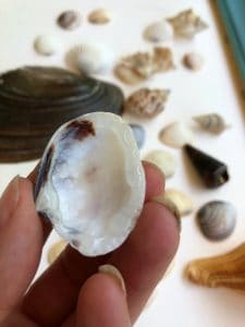 seashell glue